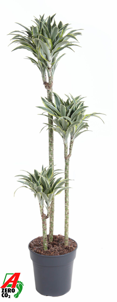 Dracaena Surprise 90-60-30.