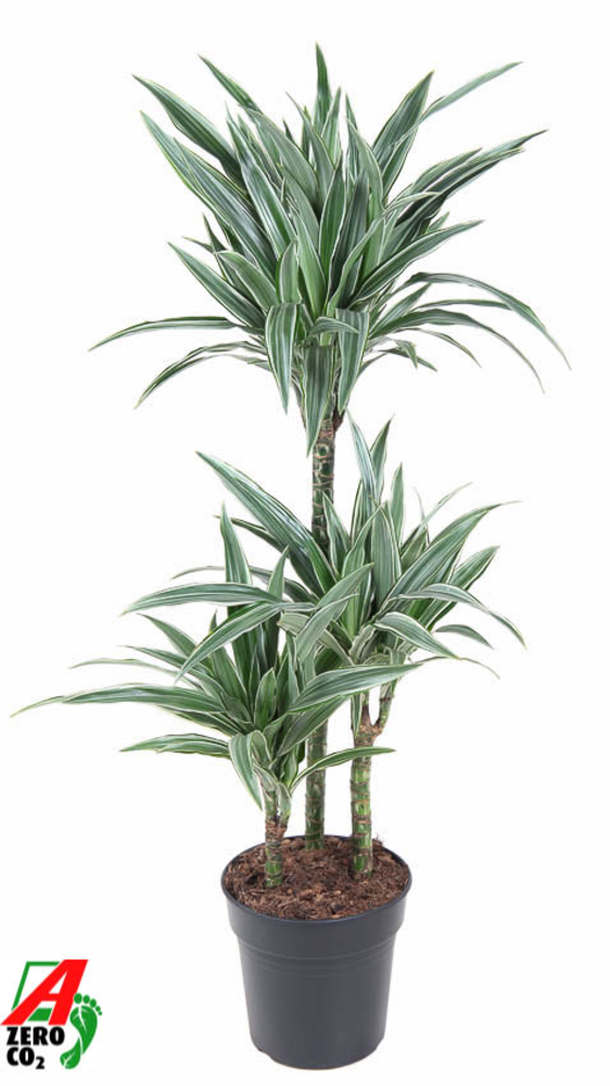 Dracaena Warneckei 60-30-15.