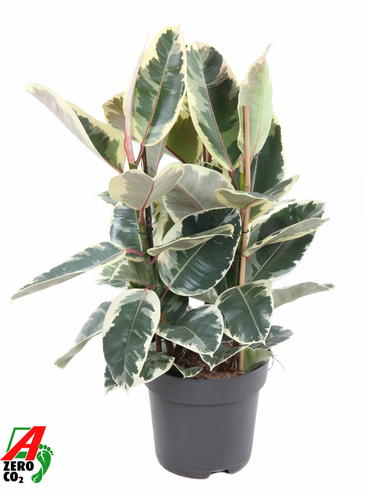 Ficus Elastica Tineke 3PP P27.