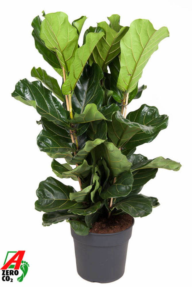 Ficus Lyrata 3PP P34.