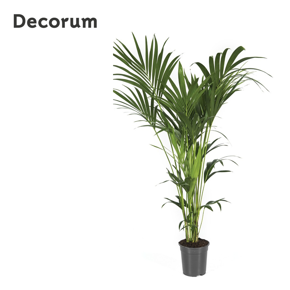 Howea forsteriana 140cm (Kentia).