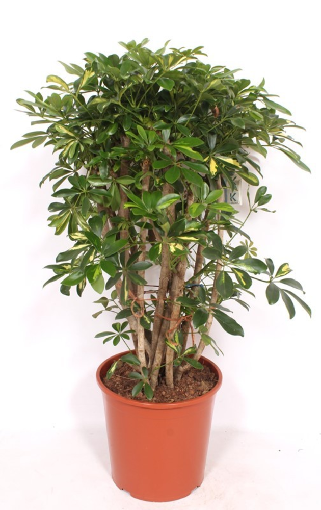 Schefflera Gold Capella.