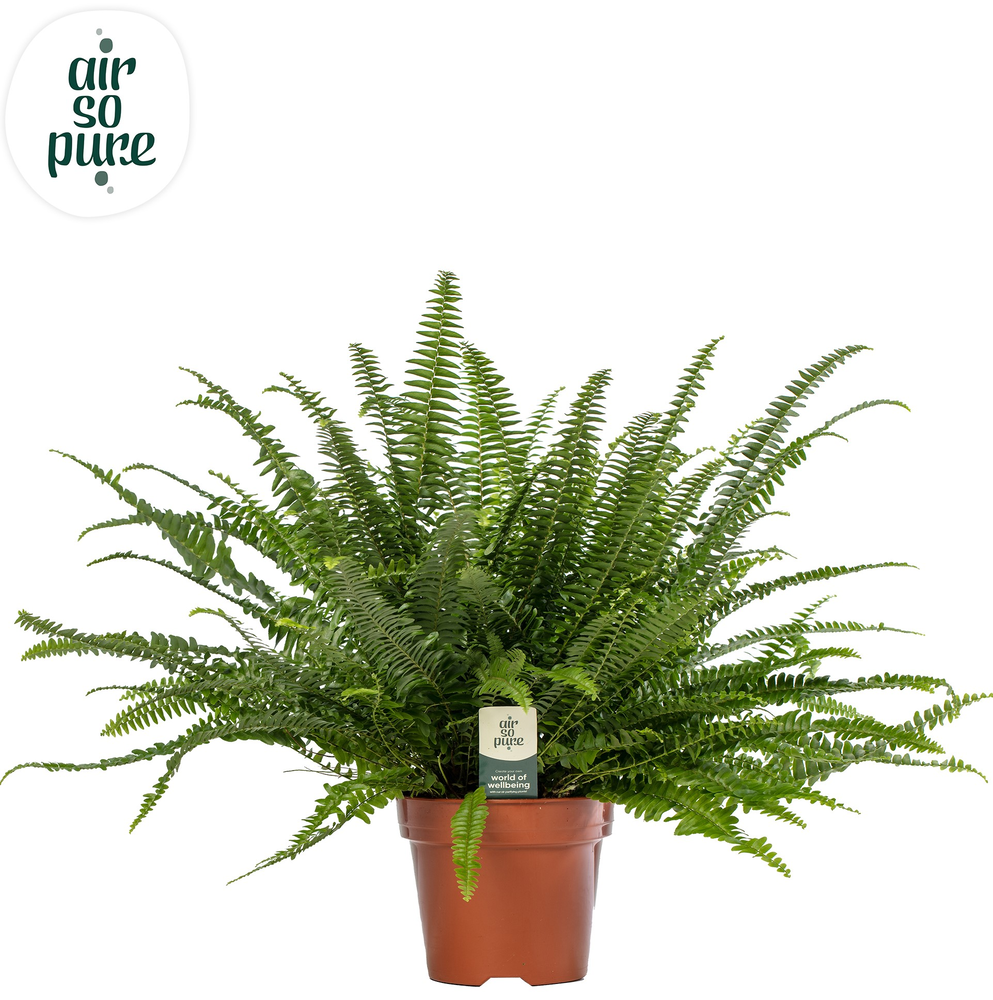 Nephrolepis Green Lady - Air So Pure.