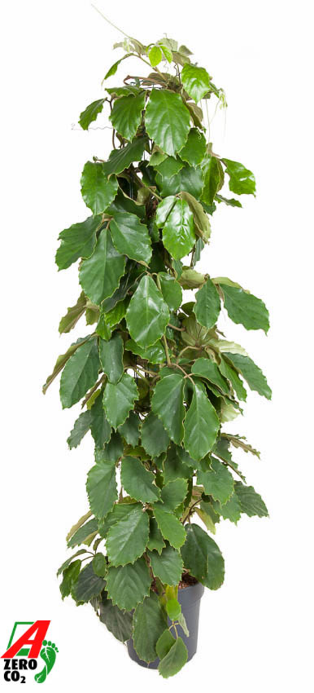 Tetrastigma Voinierianum Zuil P27 (NO GAP).