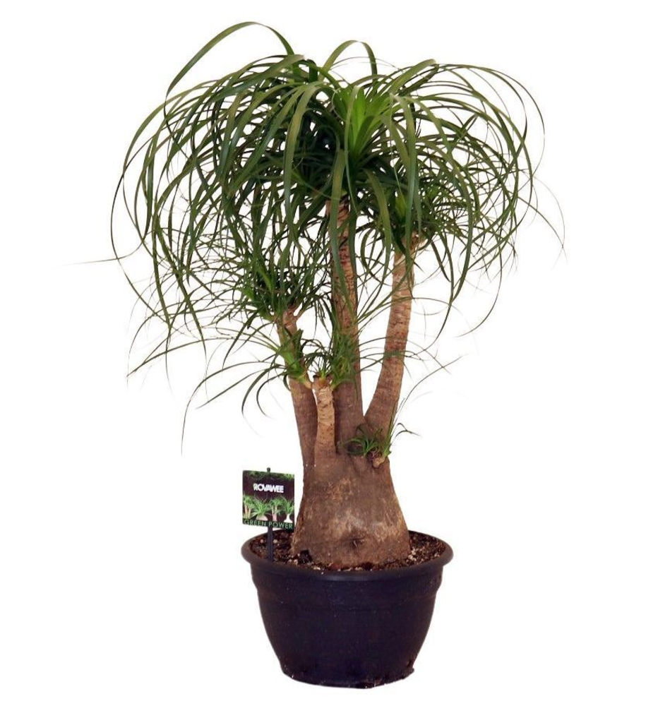 Beaucarnea rec. vertakt.