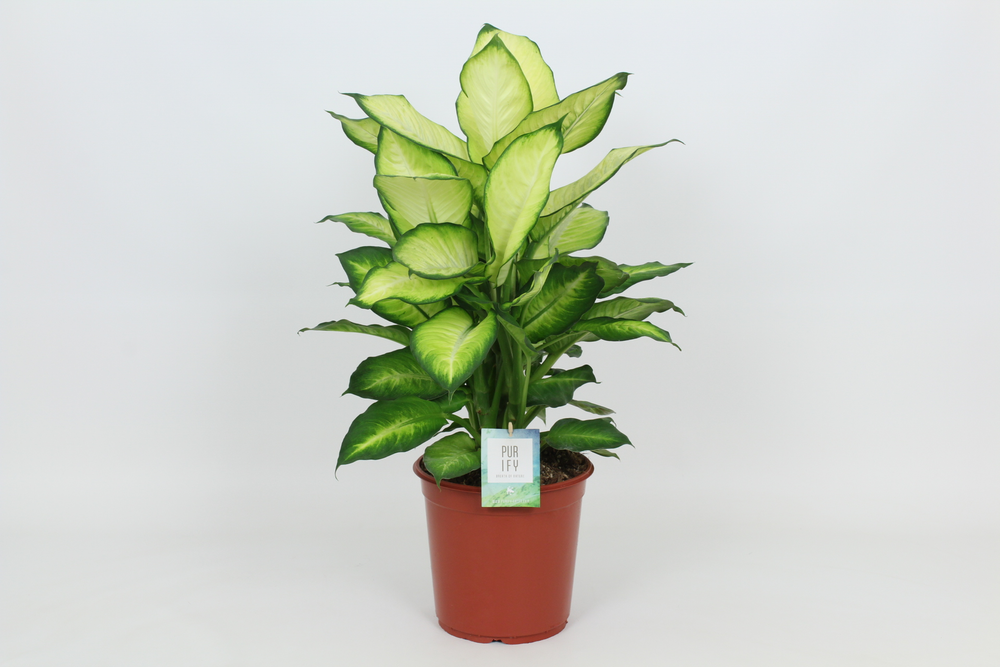 Purify Dieffenbachia Summer Style 24 cm.