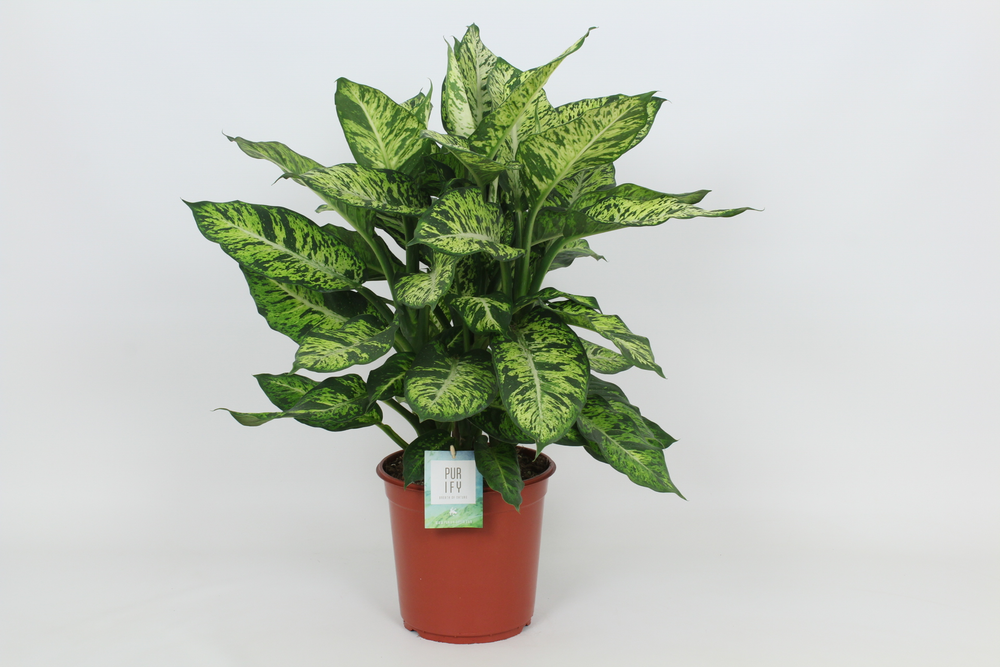 Purify Dieffenbachia Sublime 24 cm.