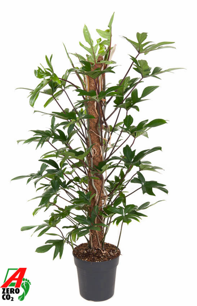 Philodendron Pedatum mosstok P24 (NO GAP).