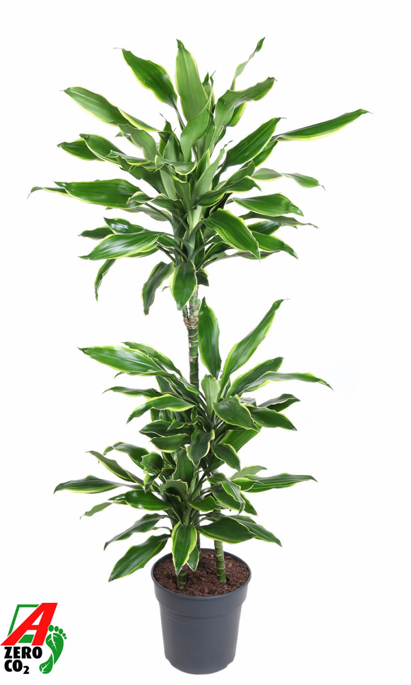 Dracaena Gold Coast 60-30-15.