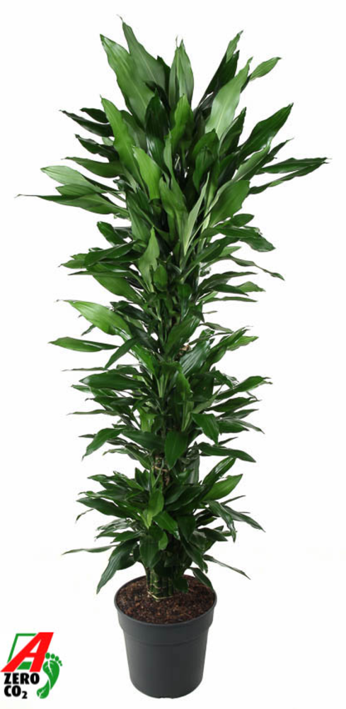 Dracaena Janet Lind vertakt P34.