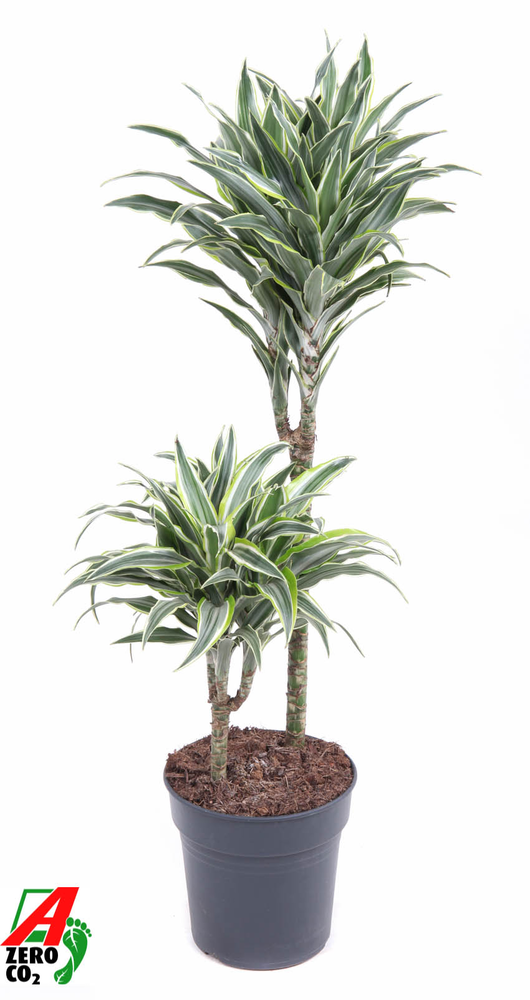 Dracaena Surprise 45-15.