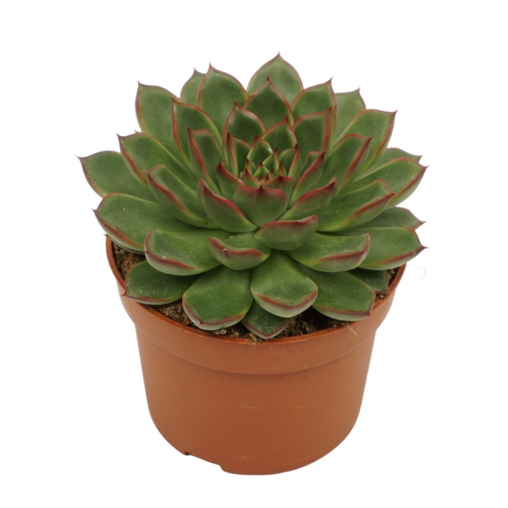 Echeveria skat 10,5 cm.
