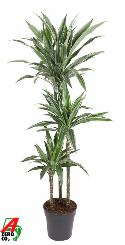 Dracaena Warneckei 90-60-30.