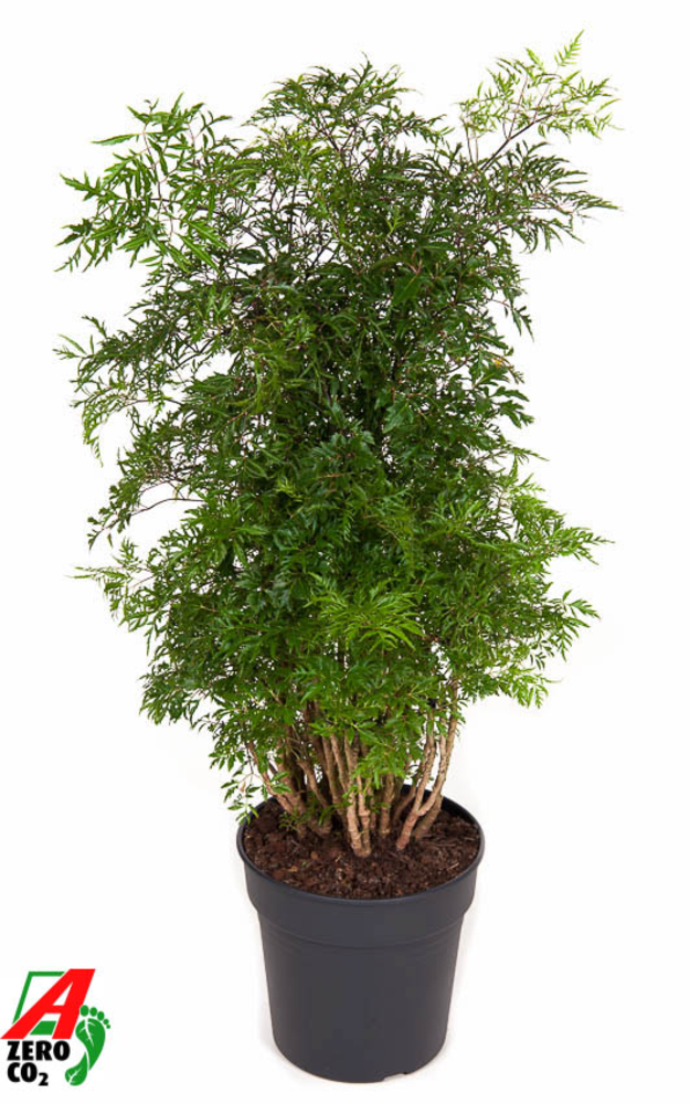 Polyscias Ming vertakt P24.