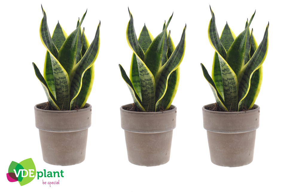 Sansevieria in Terracotta grey.