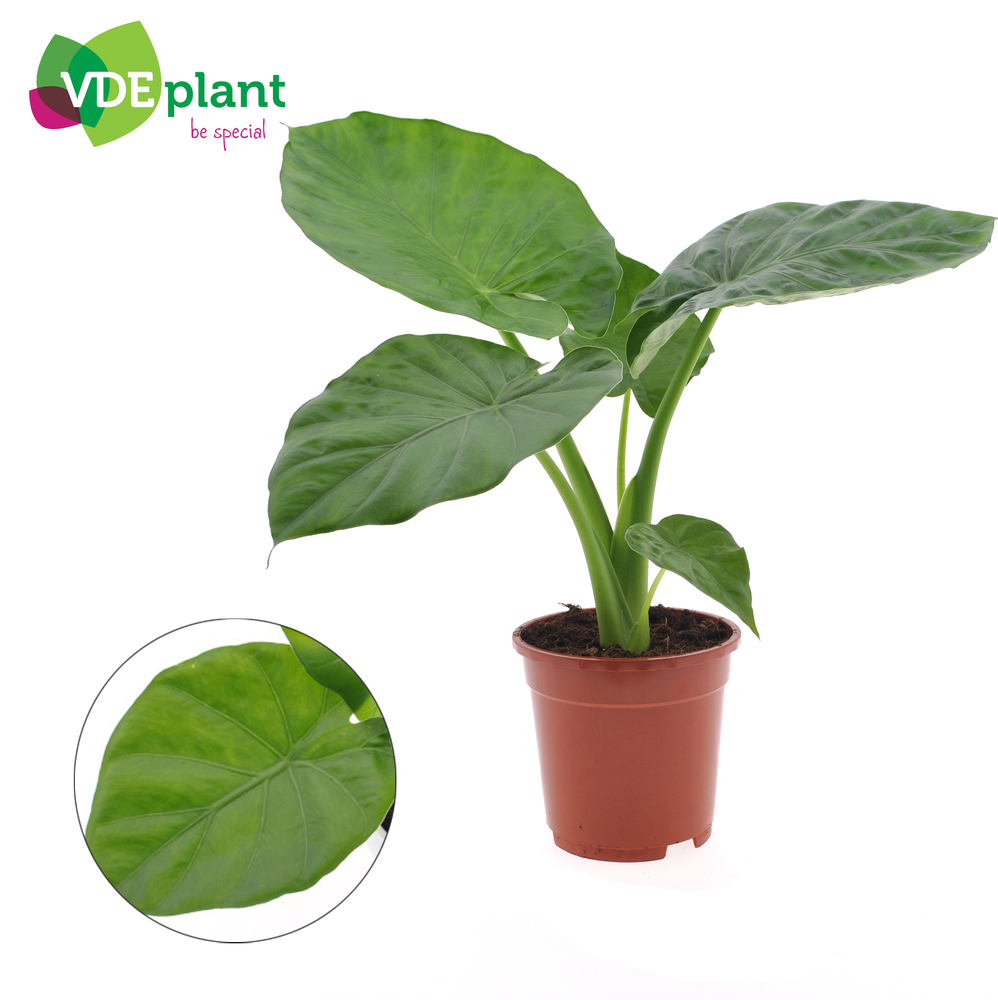 Alocasia Macrorrhiza.