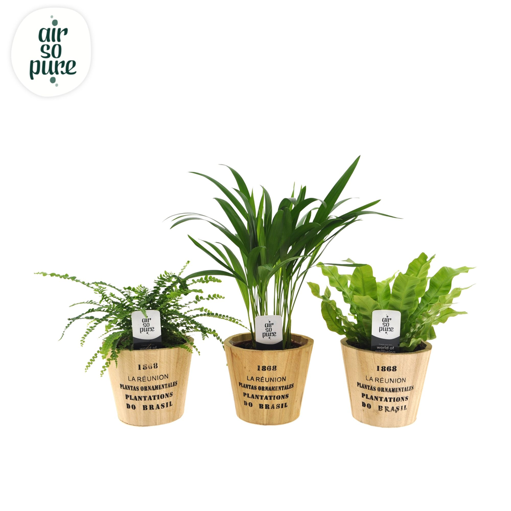 Air so pure mix in Nairobi pot.