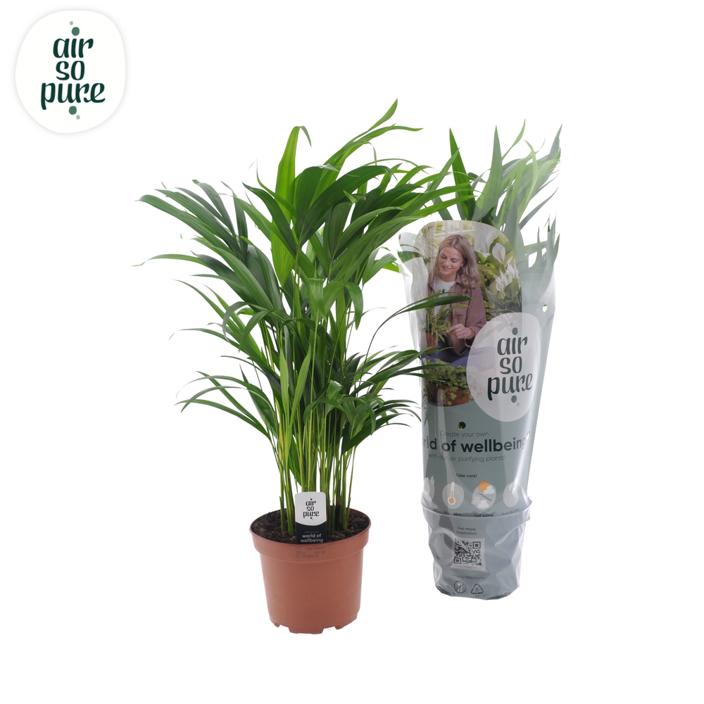 Dypsis lutescens (Areca) 17cm.