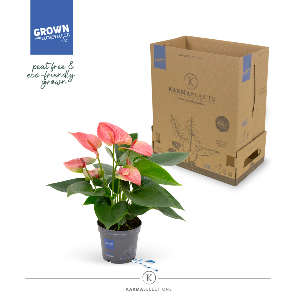 Mimesis Anthurium KARMA Pink - 9cm.