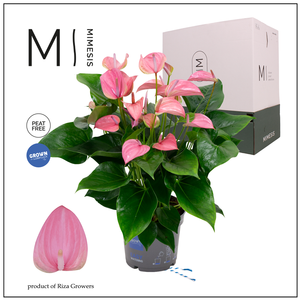 Mimesis Anthurium KARMA Joli - 17cm.