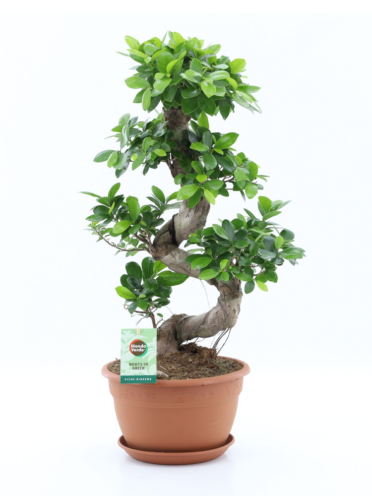 Ficus Ginseng S type.