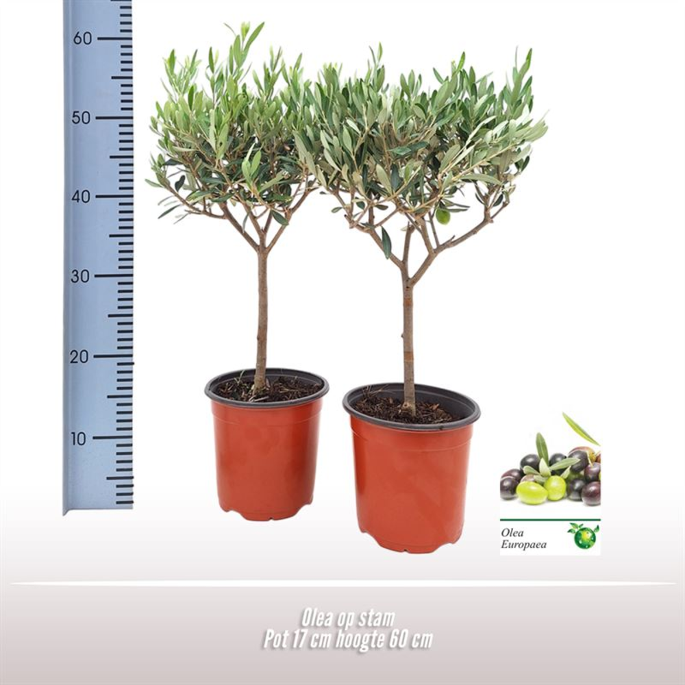 Olea op stam.