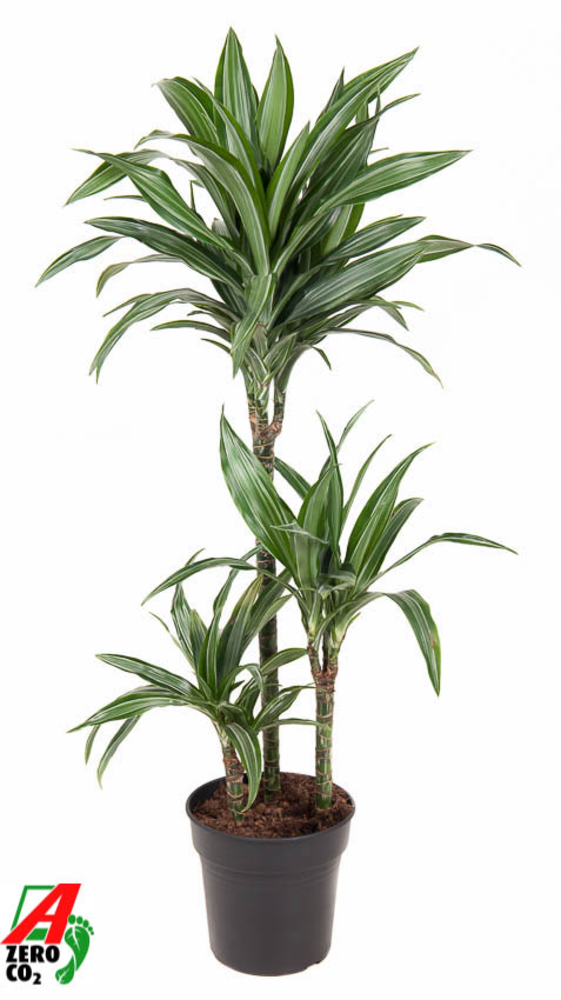 Dracaena Ulises 60-30-15.