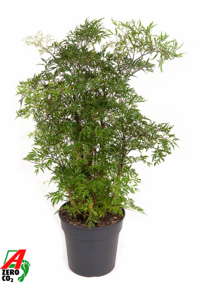 Polyscias Ming vertakt P19.