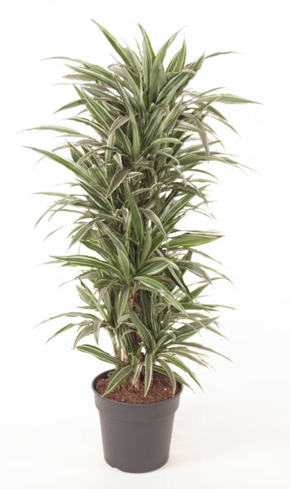 Dracaena Warneckei vertakt P31.