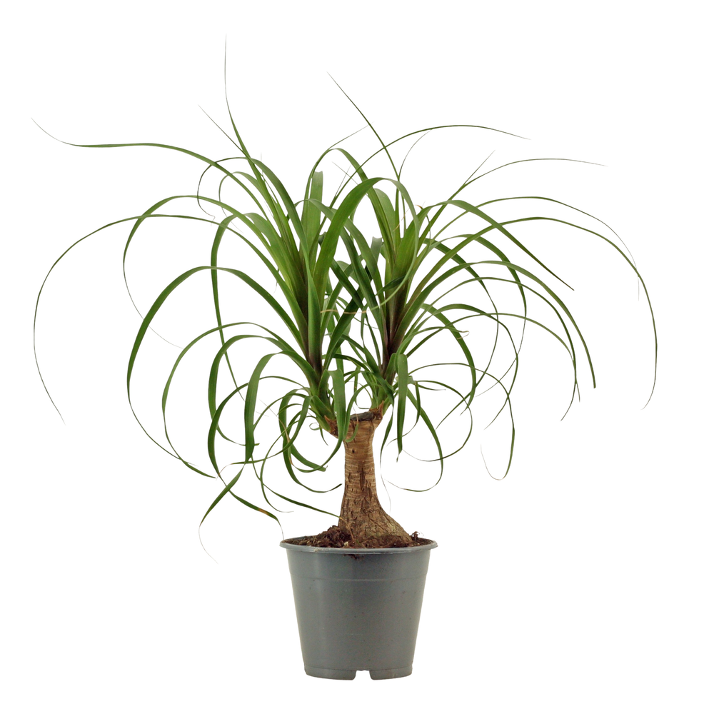 Beaucarnea recht 12 cm.
