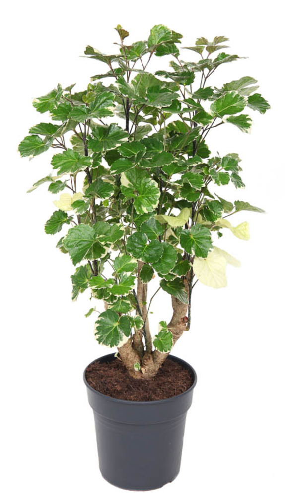 Polyscias Balfouriana vertakt P21.