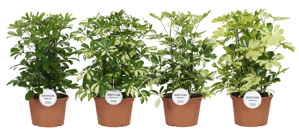Schefflera Mix Toef.