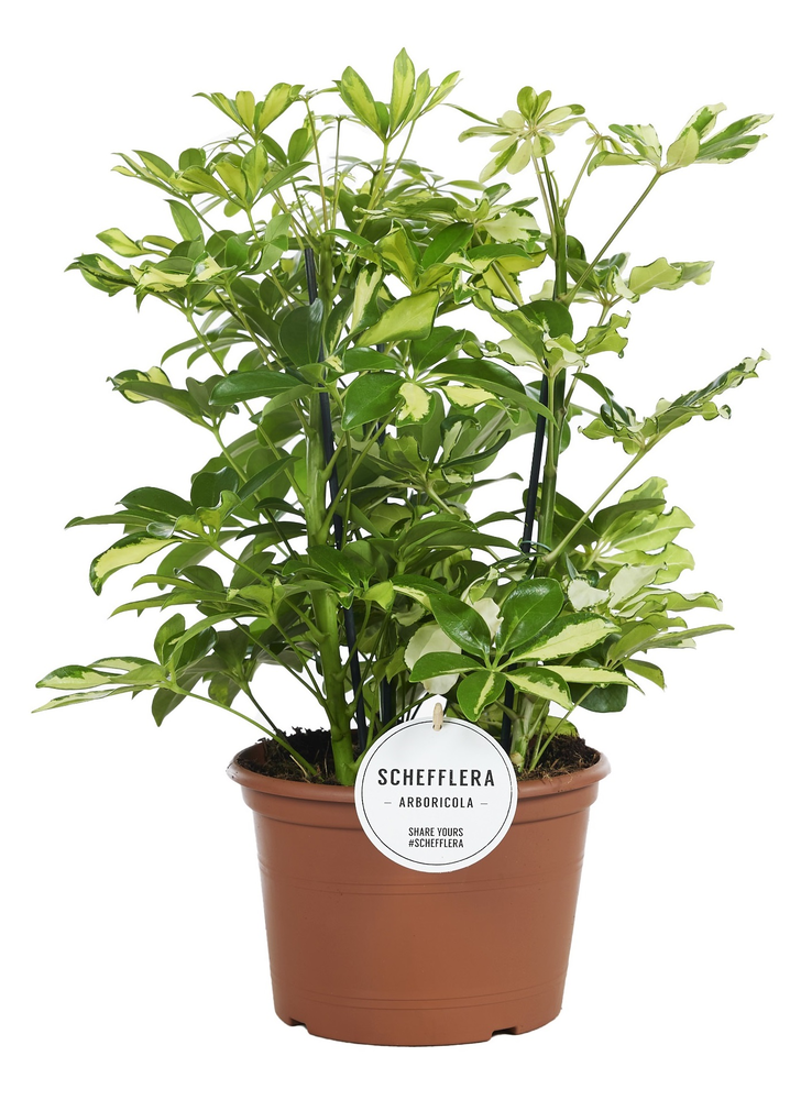 Schefflera Carnaval Toef.