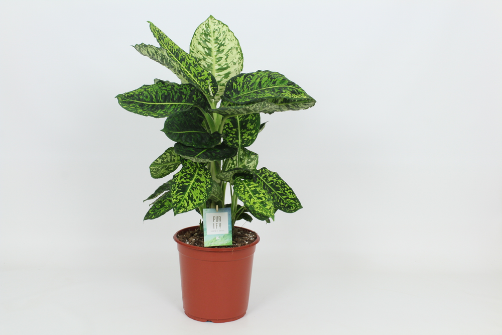 Purify Dieffenbachia Reflector 24 cm.
