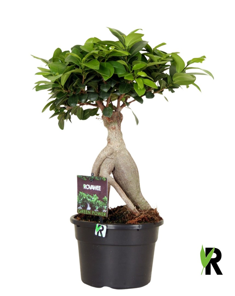 Ficus micr. Ginseng in kunststof pot.