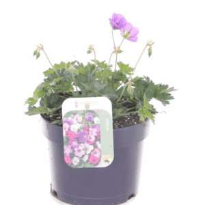 Geranium Rozanne.