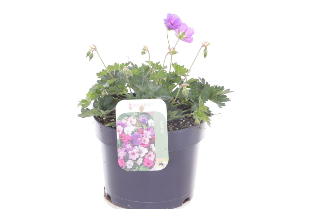 Geranium Rozanne.