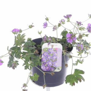 Geranium Rozanne.