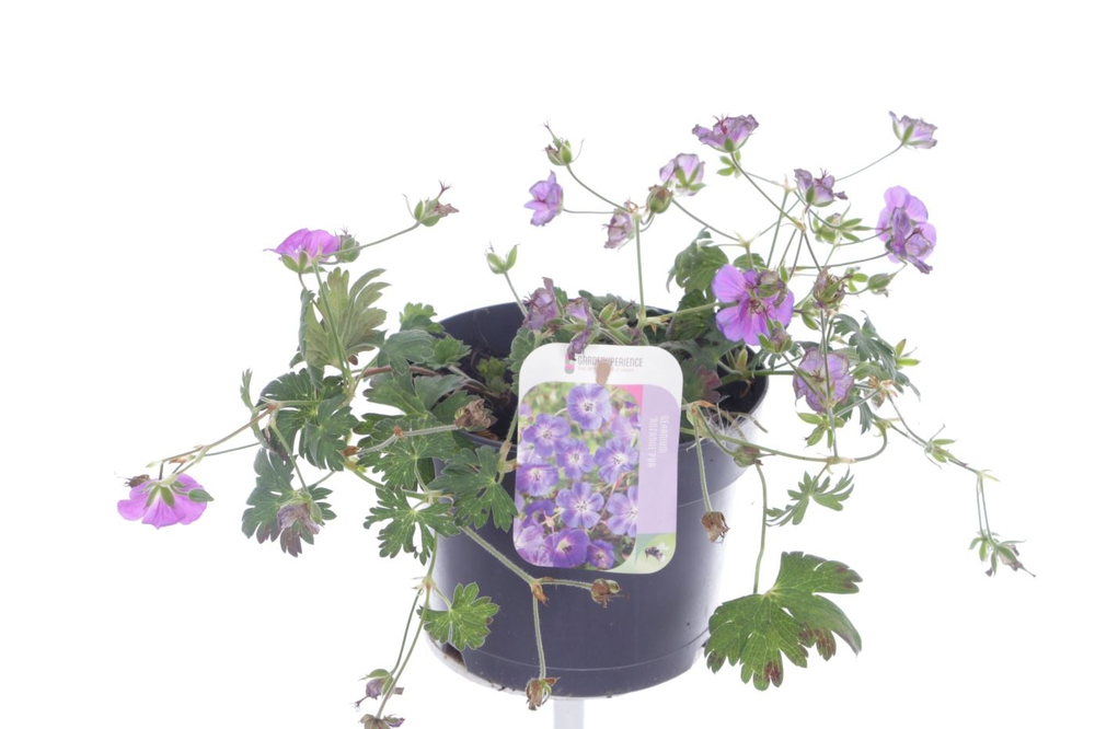 Geranium Rozanne.