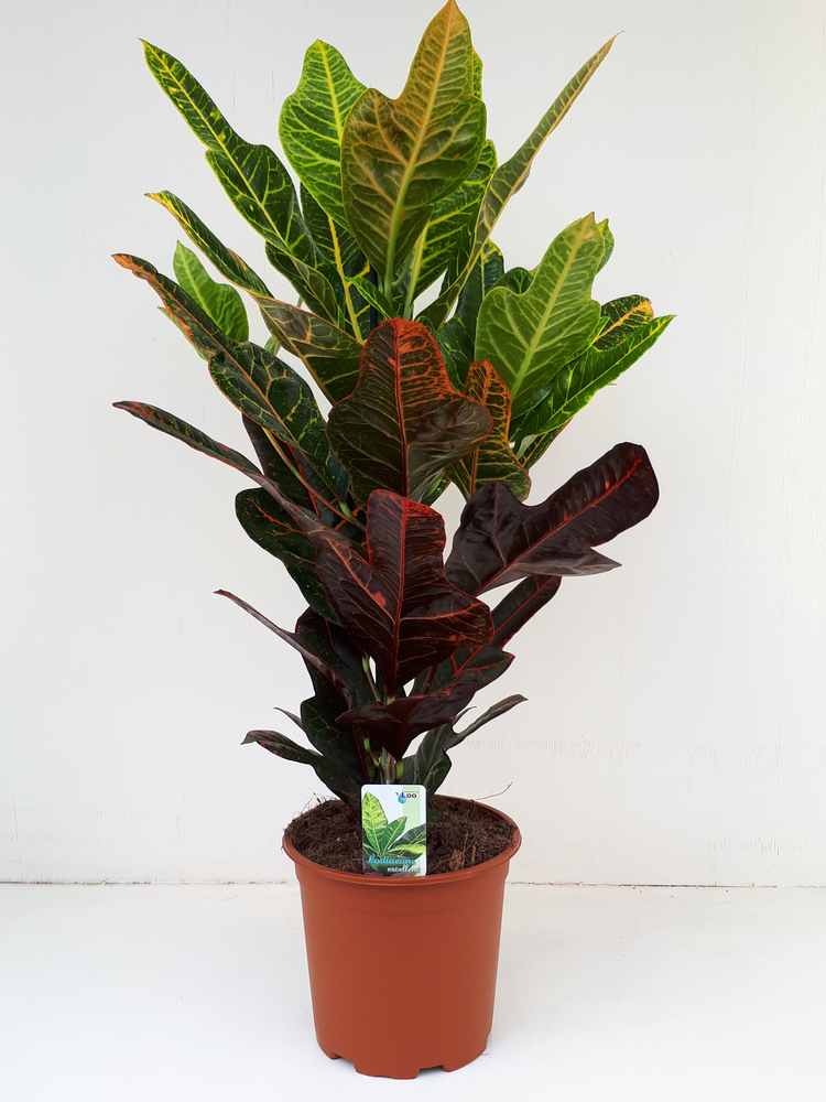 Codiaeum Excellent.