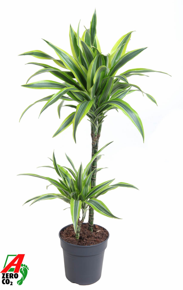 Dracaena Lemon Lime 45-15.