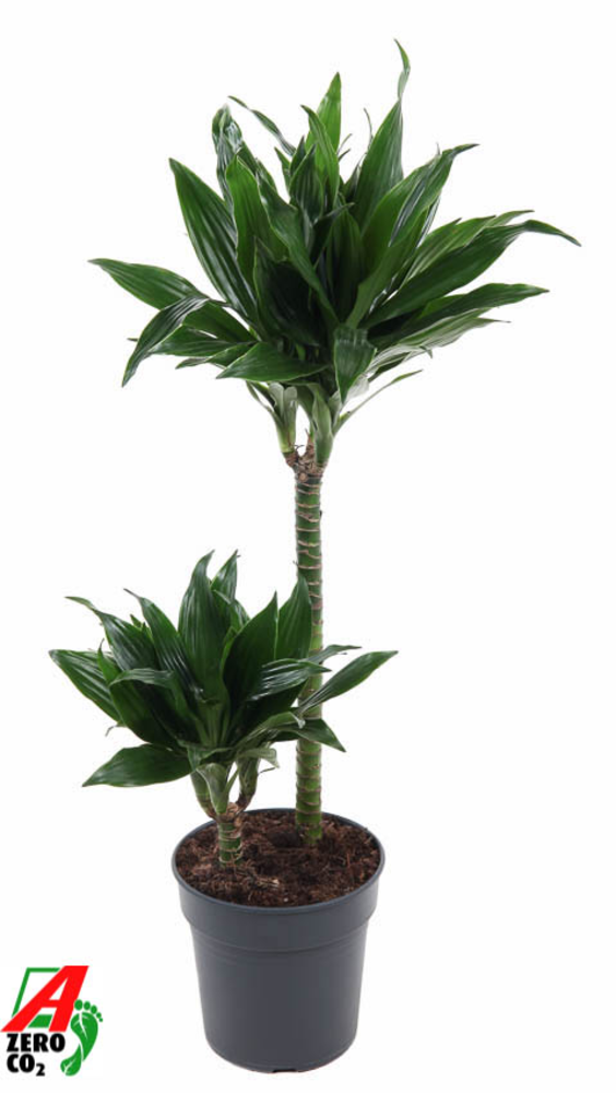 Dracaena Green Jewel 45-15.