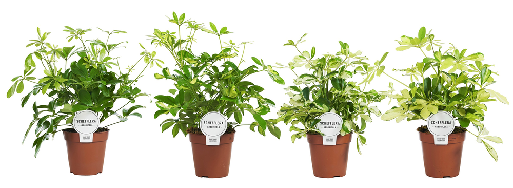 Schefflera Mix Vertakt.