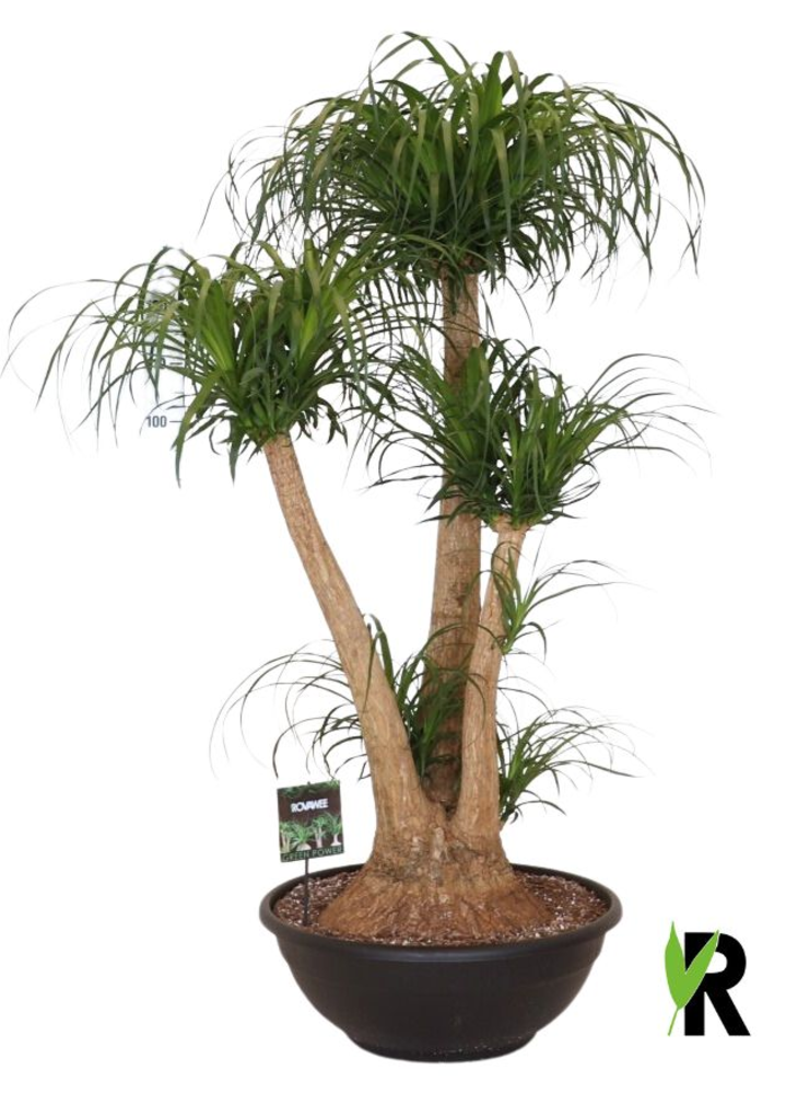 Beaucarnea rec. vertakt.
