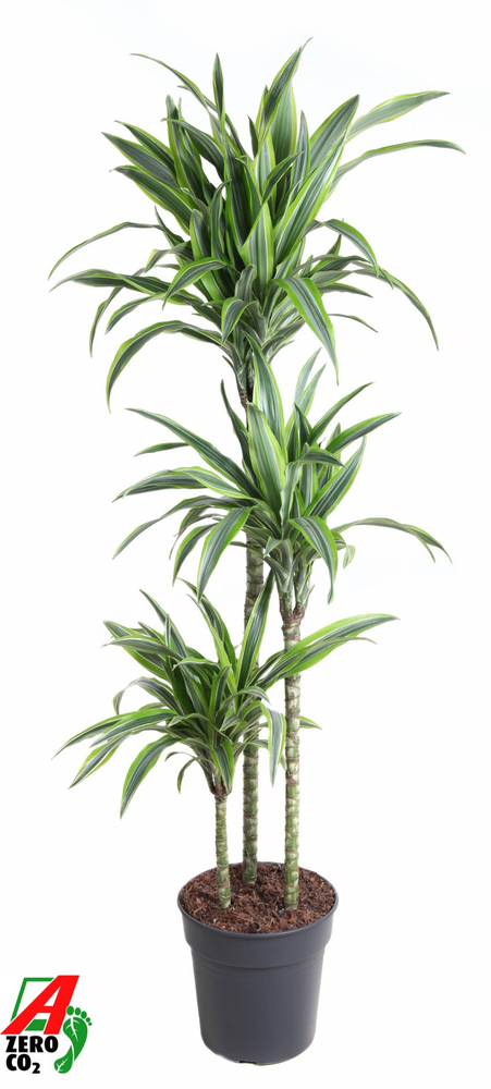 Dracaena Lemon Lime 90-60-30.