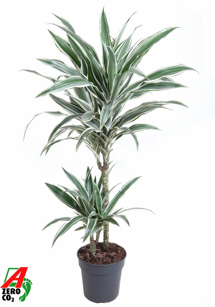 Dracaena White Stripe 45-15.