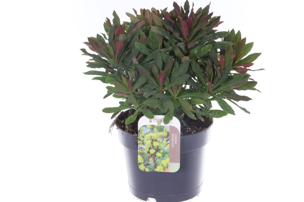 Euphorbia amyg. Purpurea.