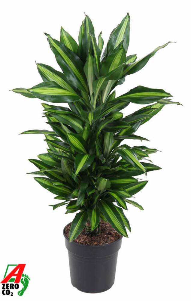 Dracaena Cintho vertakt P21.