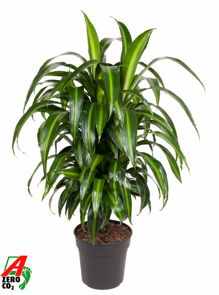 Dracaena Hawaiiana vertakt P24.