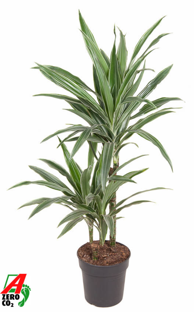Dracaena Warneckei 45-15.